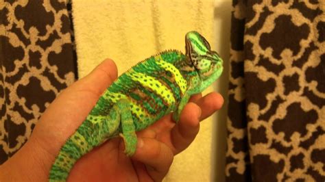 Do Veiled Chameleon Change Colors? - ReptileStartUp.com