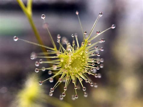 Drosera gigantea carnivorous leaf - Carnivorous Plant Resource