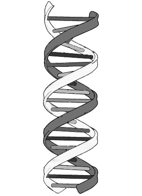 how to draw dna molecule - Have Severe Blogs Photo Gallery