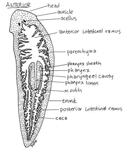 Planaria | Anatomy online, Biology, Textbook