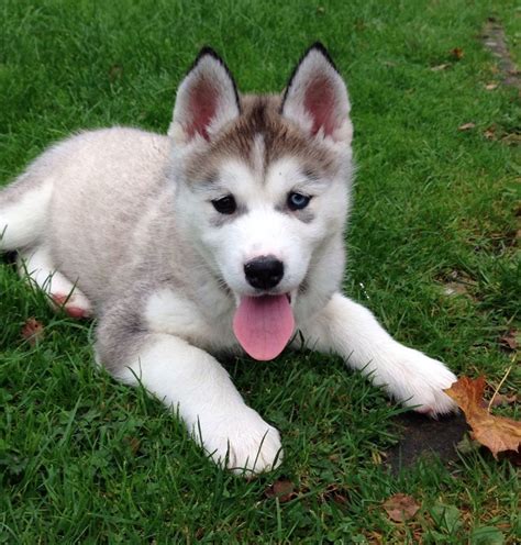 Alusky (Husky Malamute) Info, Training, Puppies and Pictures