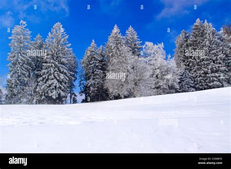 forest im winter in Zuercher Oberland, Switzerland Stock Photo - Alamy