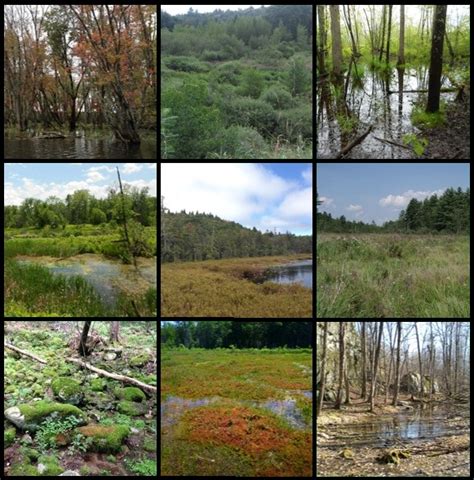 What is a Wetland? | Department of Environmental Conservation