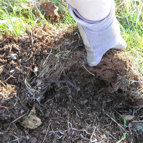 Chafer Grub Treatment Cambridge – Green Leaves Garden