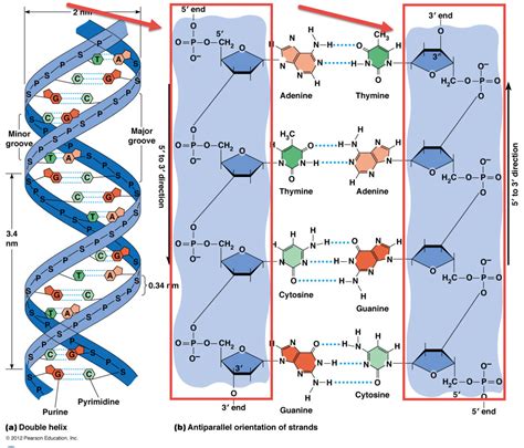 Double Stranded Dna Molecule Diagram Aflam Neeeak | Free Nude Porn Photos