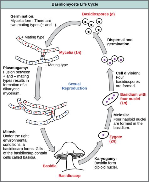 Fungal Life Cycle Diagram