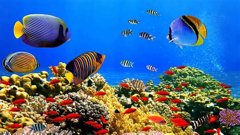 HD wallpaper: coral reef, stony coral, colorful, coral reef fish ...