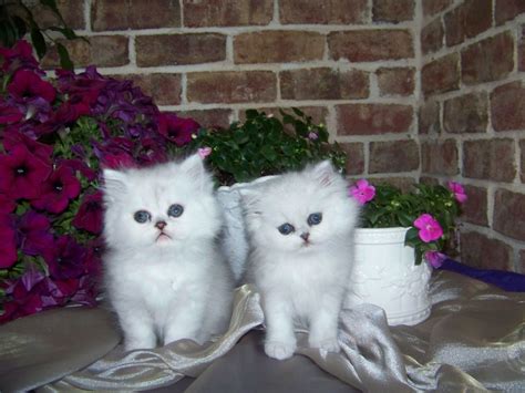 Cute Chinchilla Persian Kittens Photography