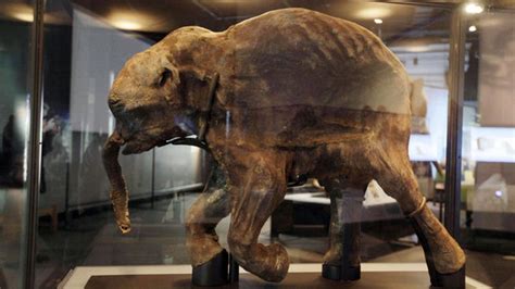 Perfectly preserved woolly mammoth is 40,000 years old -- Science ...