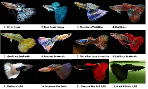 Keeping and breeding guppies - Google Search | Guppy, Guppy fish ...