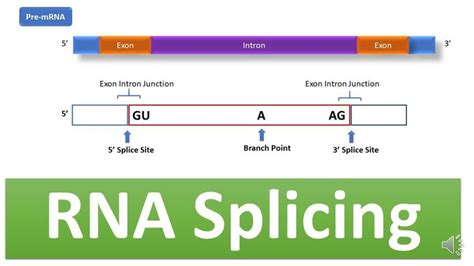 RNA Splicing: Mechanism of RNA Splicing, Spliceosome complex, snRNA ...