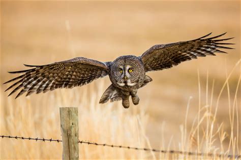 Great Gray Owl in Water Valley | Christopher Martin Photography