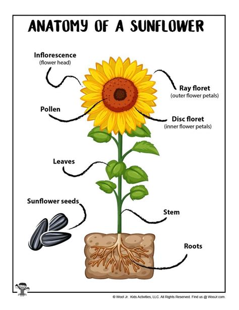 Anatomy of a Sunflower Free Printable | Woo! Jr. Kids Activities ...