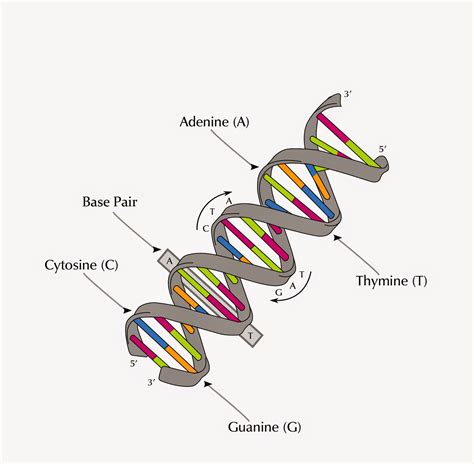 How To Label Dna