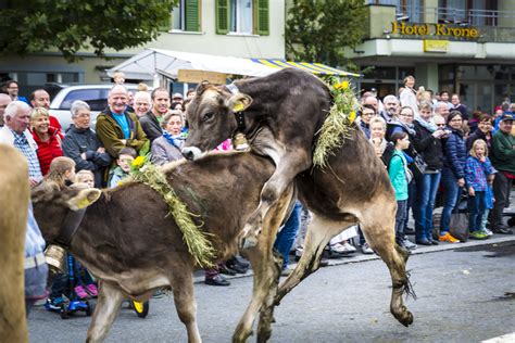 Swiss Cow Parade 2020 - All About Cow Photos