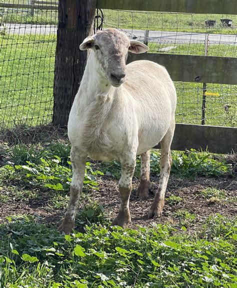 Katahdin Breeding Sheep | Phillips Family Katahdins