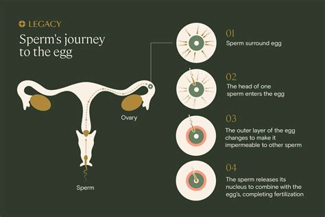 Sperm cells are stored in the – Telegraph