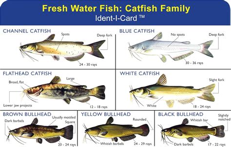 Amazon.com: Express Yourself Products Catfish Family Ident-I-Card ...