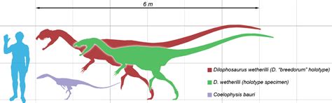 Coelophysis | Fossil Wiki | Fandom powered by Wikia