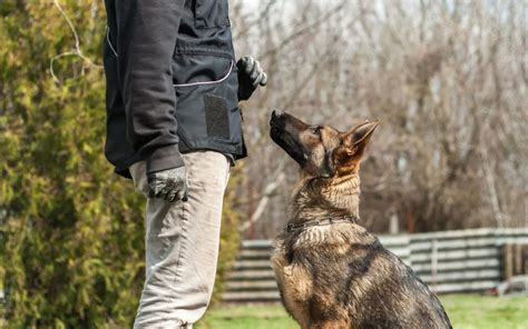 Intermediate Dog Training: Beyond the Basics - Union Lake Pet Services