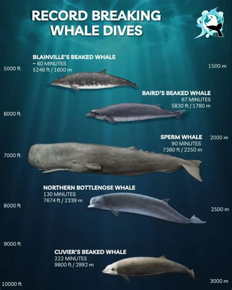 Why Do Sperm Whales Dive So Deep? - MarinePatch