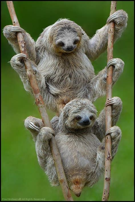 17 Best images about Sloth Hugs on Pinterest | Stuffed animals, The ...