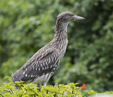 Pictures and information on Black-crowned Night-Heron