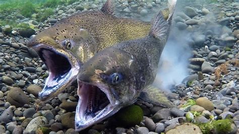 Chinook Salmon Spawning April 2019 - YouTube