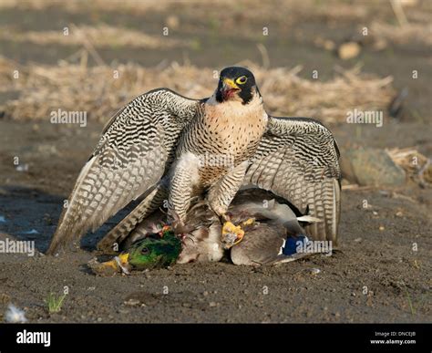 Peregrine Falcon Prey Hunting Stock Photos & Peregrine Falcon Prey ...