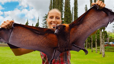 The giant crowned flying fox is a human-size bat from the Philippines ...