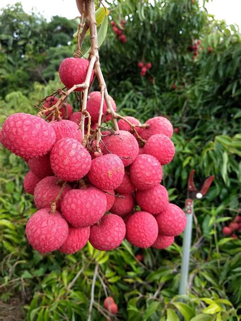 Everything You Need To Know About Lychee in Hawaiʻi - Hawaii Magazine