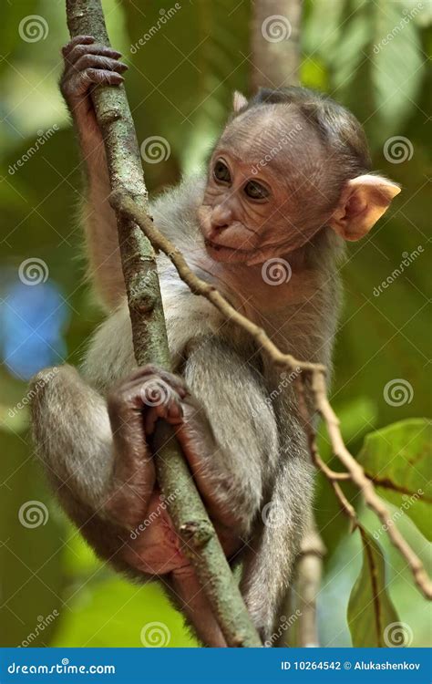 Bonnet Macaque Baby stock photo. Image of macaque, forest - 10264542