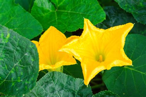 Pumpkin Plant Only Male Flowers | Best Flower Site