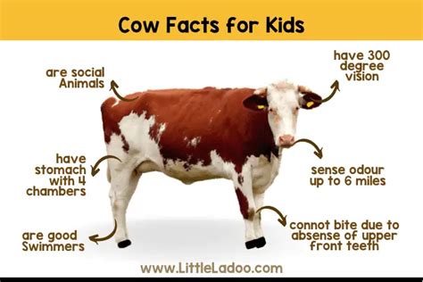 Cow Facts for Kids - The Ultimate Guide to Learn All About Cows