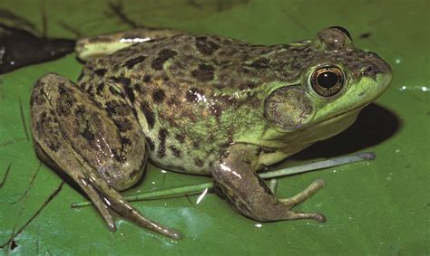 The Frogs and Toads of North America - Adirondack Explorer