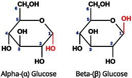 Alpha(α) and Beta(β) Glucose: Comparison, Structures, Explanation - PSIBERG