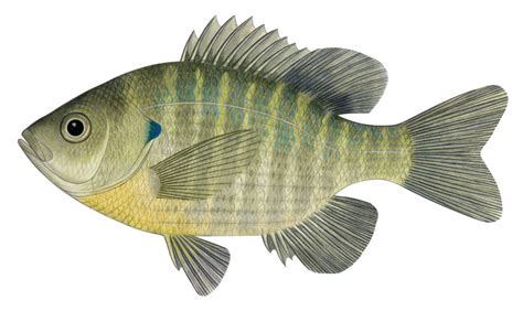 블루길(Bluegill) 또는 파랑볼우럭. Lepomis macrochirus (Rafinesque, 1819).