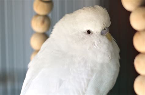 Budgie Care | Housing, Diet, Temperament & More - Psittacology