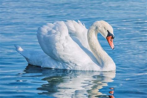 Swan - A-Z Animals