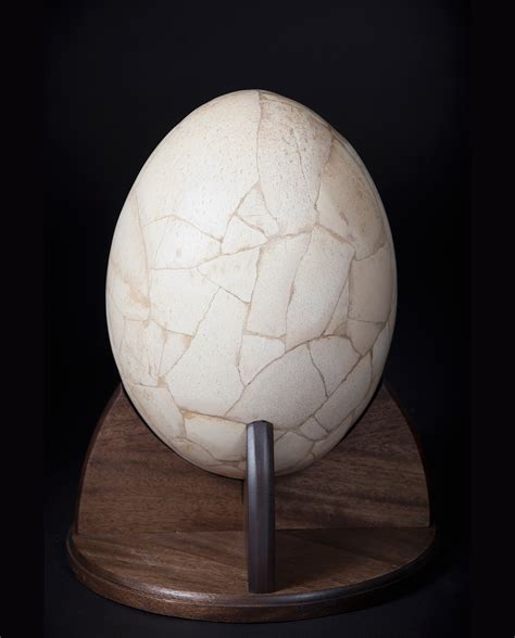 Elephant Bird Egg from extinct Aepyornithidae - J L Phillips: Art & Travel