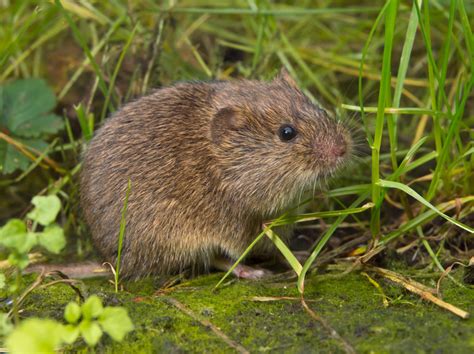 Voles Trapping & Removal in Virginia - Professional Pest Control