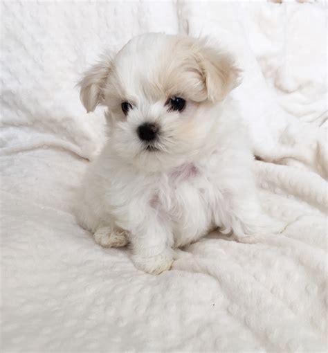 Teacup Maltese Puppy for sale! | iHeartTeacups