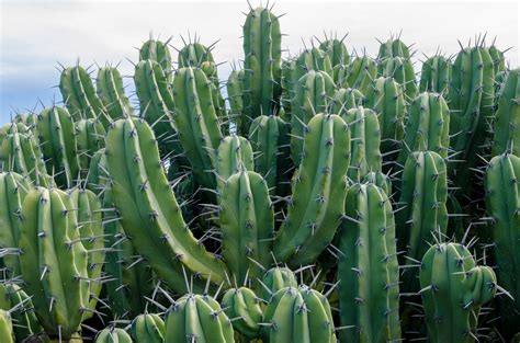 21 Best Cactus Plants to Grow in Your Garden