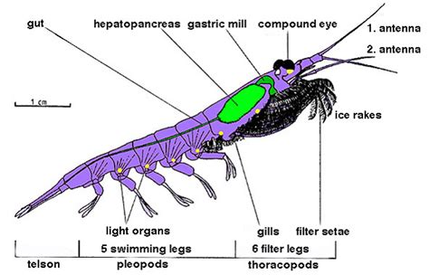 Difference Between Krill and Shrimp – Pediaa.Com