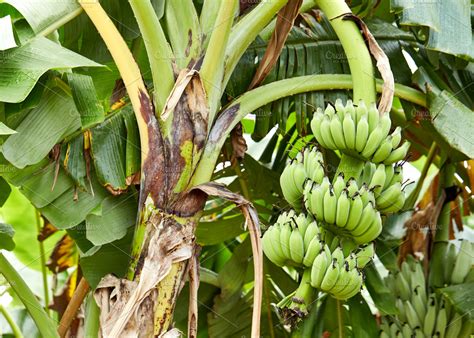 Banana tree with a bunch of growing bananas | High-Quality Nature Stock ...