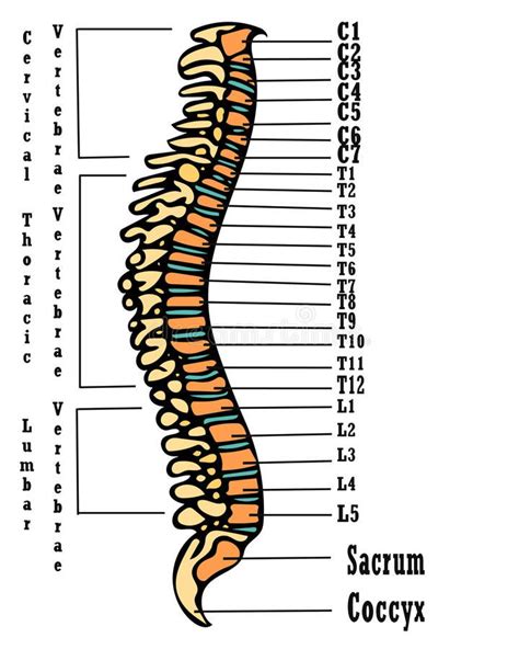 Human spine anatomy scheme. Very high hand drawing illustration. On ...