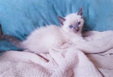 Blue Point Siamese Cat: Info, Pictures, Characteristics & Facts | Hepper