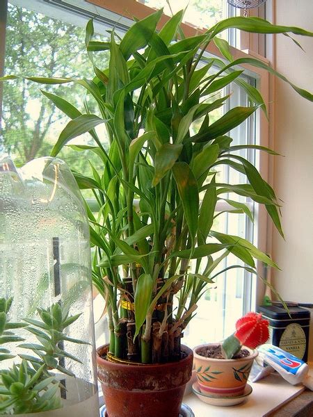 Dracaena sanderiana (Chinese Water Bamboo, Friendship Bamboo, Lucky ...