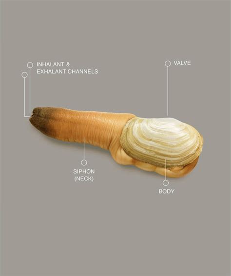 Geoduck Clams: Everything you need to know about them