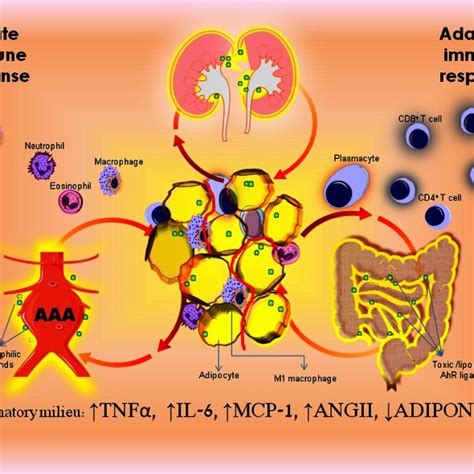 Obesity-induced visceral fat inflammation promotes end-organ chronic ...